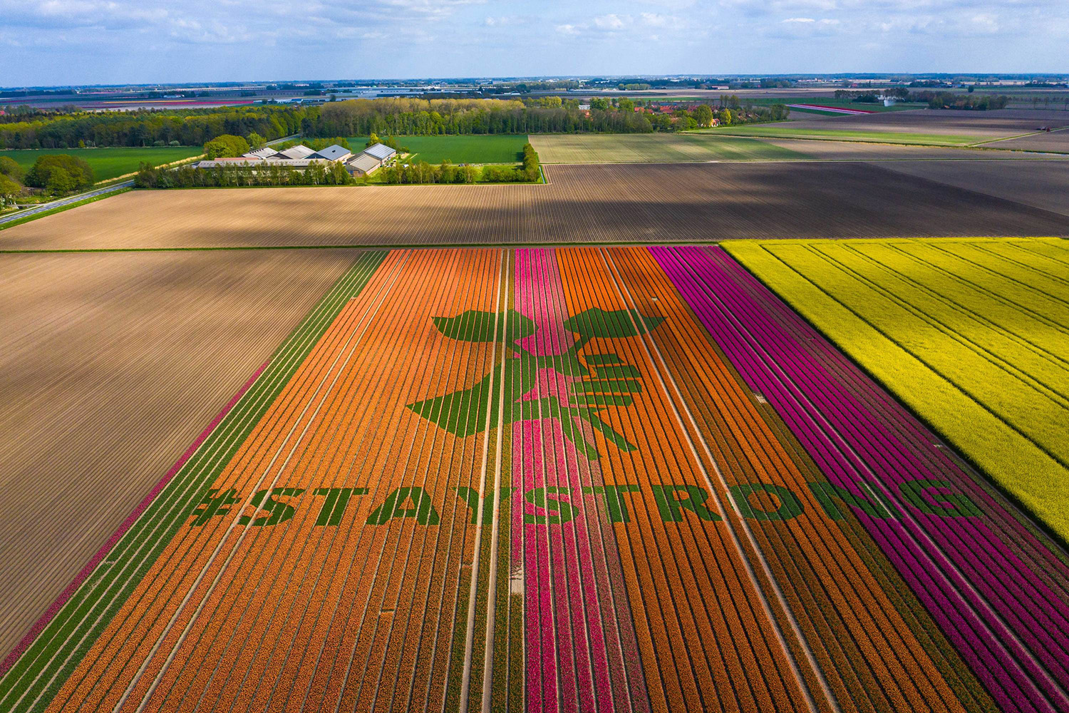 Stay Strong in Tulip Field